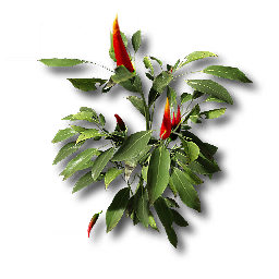 item_plant_sp_2